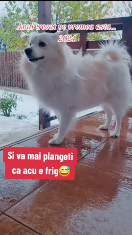 #amintire #iarna #comedy #kinderpuppy #fy 