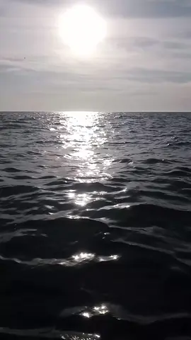 🇩🇿🇵🇸❤️‍🔥#MakeLIVECount #LIVEFest2025 #fyp #LIVEIncentiveProgram #LIVEStory 