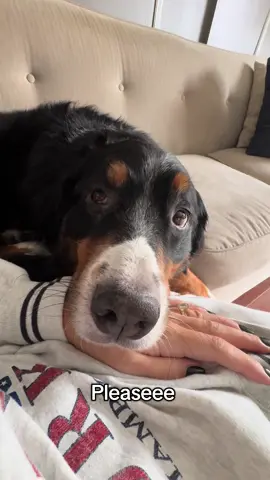 Tuesday’s adventure #fyp #dogsofttiktok #bernesemountaindog #adayinmylife #starbucks 