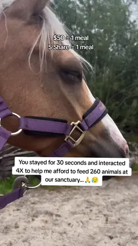 Every kind comment would mean a world to me #horses #shelter #sanctuary #animalsoftiktok #horselovers