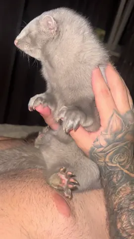 #норка #європа 