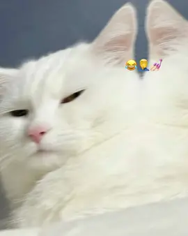 #ya iga danbeeya 23:26😂😂#ovvvvvvv😭💕💕💕🤭 #Relya❤️👸🏾🌷 #xalimooss🙌🏻😍 #Relaya😍❤️👸🏻 ##Relya❤️👸🏾🌷 #Relaya😍❤️👸🏻 #Relya❤️👸🏾🌷 #xalimooss🙌🏻😍 