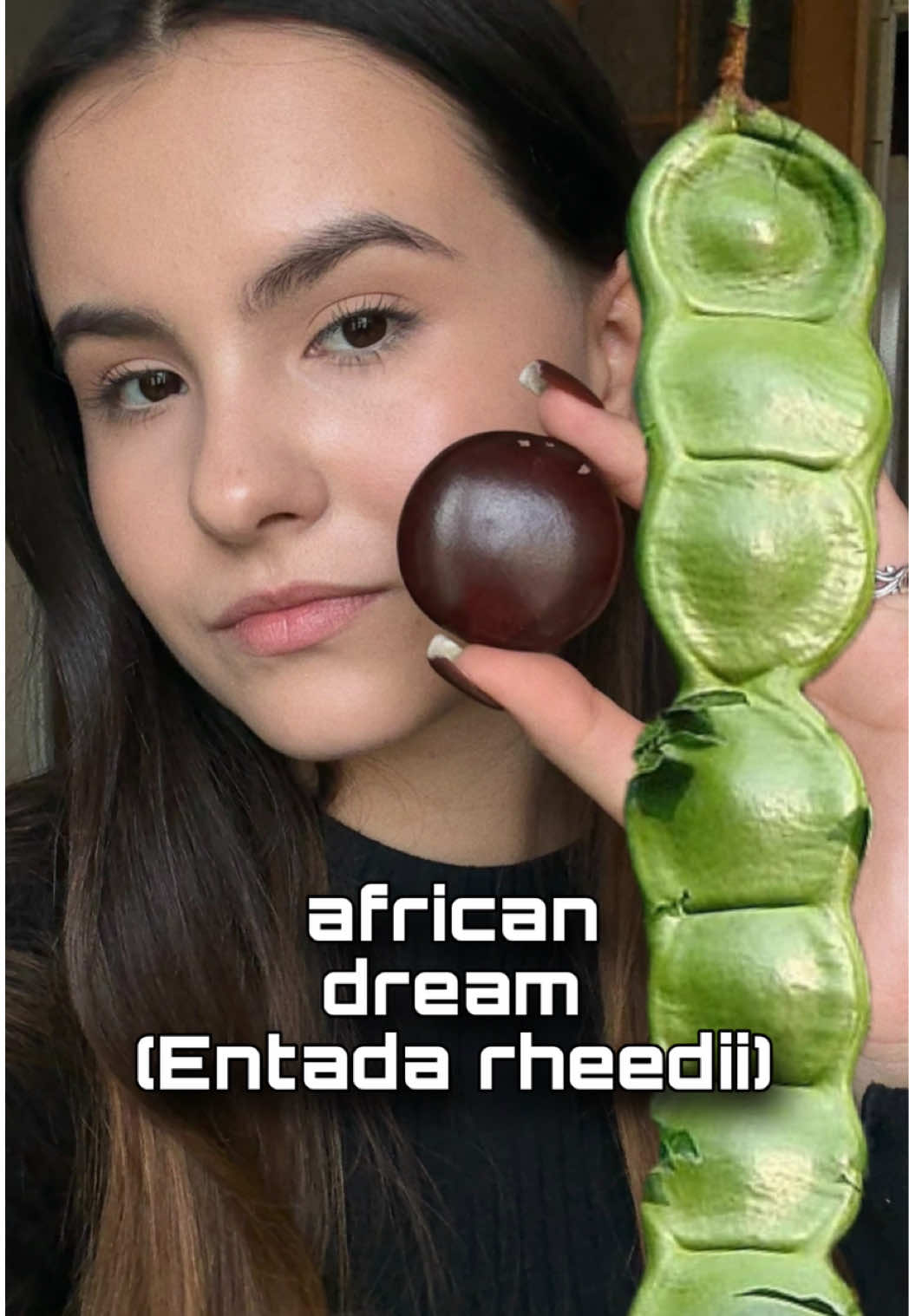 growing african dream Entada rheedii plant #africandream #entadarheedii #екзотика #екзотичнірослини #exoticplants 