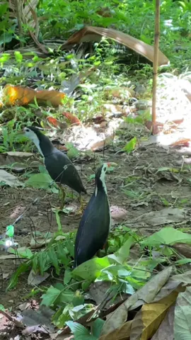 ต่อนกกวัก หมานๆ ได้ผล1แต้มๆ #ดักนกกวัก  #ต่อนกกวัก  #นกกวัก  #บังอีภาคใต้  #fyp 