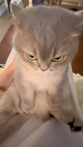 mad ahh cat (song: ilyTOMMY - sick & tired 3) #ilytommy #catsoftiktok #hoodtrap #memecut #tiktok 