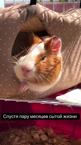 #морскаясвинка🌞🐹🐹🐹 #guineapig #martislife #martipig 