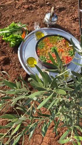 موسم الزيتون 🫒😃.                                #♥️♥️♥️ #مالي_خلق_احط_هاشتاقات #حورانيه😌👑بنت_شيوخ😌👑 #الزيتون #❤️‍🔥 #سوريا #درعا #لحراك #هاشتاق #حوران #fypシ #🤎 #؟ #ا #سوريا_تركيا_العراق_السعودية_الكويت 