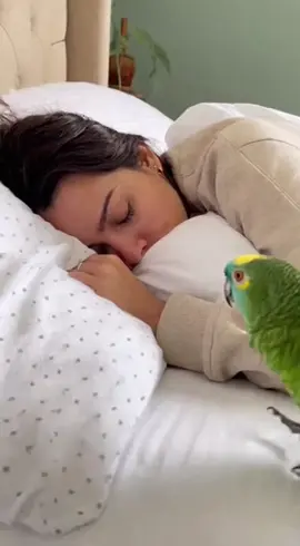 Acorda preguiçosa 😂😂🦜 #papagaio #humor #viral #viraltiktok #humortiktok 
