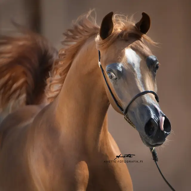 AMEER AL BAHYA (321) SILVER Champion - AL DHAFRAH ARABIAN HORSE CHAMPIONSHIP 2025 اذكروا_الله_وصلوا_على_رسول_الله #خيول_عربيه #خيول_جميله #خيول_أصيله #جموح_الخيل #فروسية 