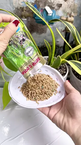 Không cần bắt chuột không cần keo dính mà vẫn x.ử lí chuột hq #thocchuot #thocchuotbroma  @Em bé tháng 5  @Em bé tháng 5  @Em bé tháng 5 