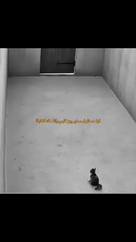 #viral #fyp #foryou #شيلات #اسد