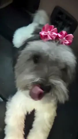 “No voy a tener hijos para no gastar tanto”  La veterinaria: jajajaja Mis perritas: jajajajaja  #perro #perrito #perritos #mascotas #veterinaria #asuncion #asuncionparaguay #dog #doggie 