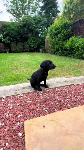 Baby Olive  #dogsoftiktok #puppy #labrador #blacklab #cutedog 