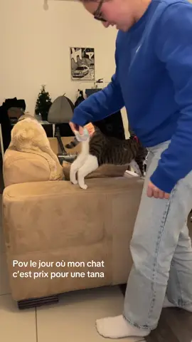 ‼️humour c’est sait première chaleur elle va se faire stériliser ‼️#cat #boite #pourtoi #??? #chatquitwerk 