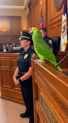 “When a Parrot Takes Over the Courtroom 😂🦜” #CourtroomComedy #FunnyParrot #USAHumor #4KUltraReal #ViralTikTok 