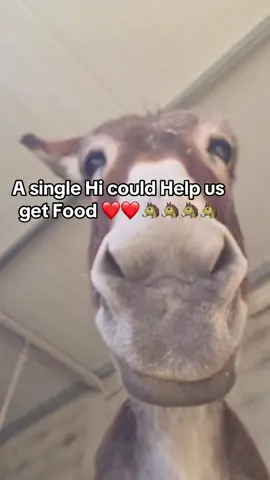 A single Hi or Follow could bring us Food #trend #horse #fypシ #reels #page 