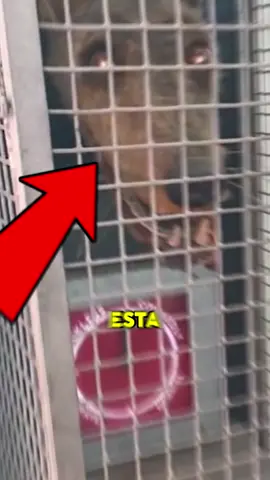 PERRO ROBOT pone a tu PRUEBA tú VALENTÍA o COBARDÍA😱🤯 #curiosidades  #challenge  #wow  #perros 