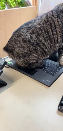 The furious nub flick will never not make me laugh 😹😹 #catsoftiktok #phoenix #tabbycatsoftiktok #fyp #trending 