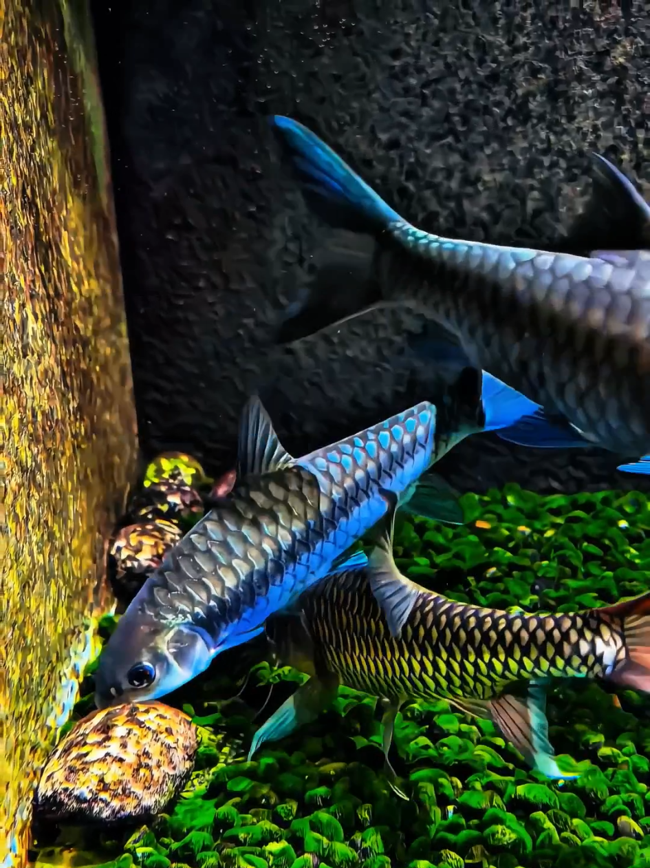 Gerakan mulutnya khas banget! 🐟 Dia suka ngunyah lumut di bebatuan. Ada yang pernah coba pelihara Mahseer di tank river setup? #mahseer #ikanpredator #predatorfish #aquarium #aquariumhobby #aquariumfish #ikanhias #fishtank #aquascape #aquascaping #aquascaper 