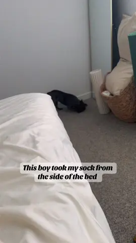 I woke up to him playing in front of the mirror again but this time with my sock lol #troublemaker #dogsoftiktok #sockthief #frenchiesoftiktok 
