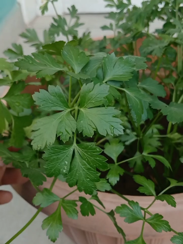 What is parsley good for? #Recipe #natural #nature 