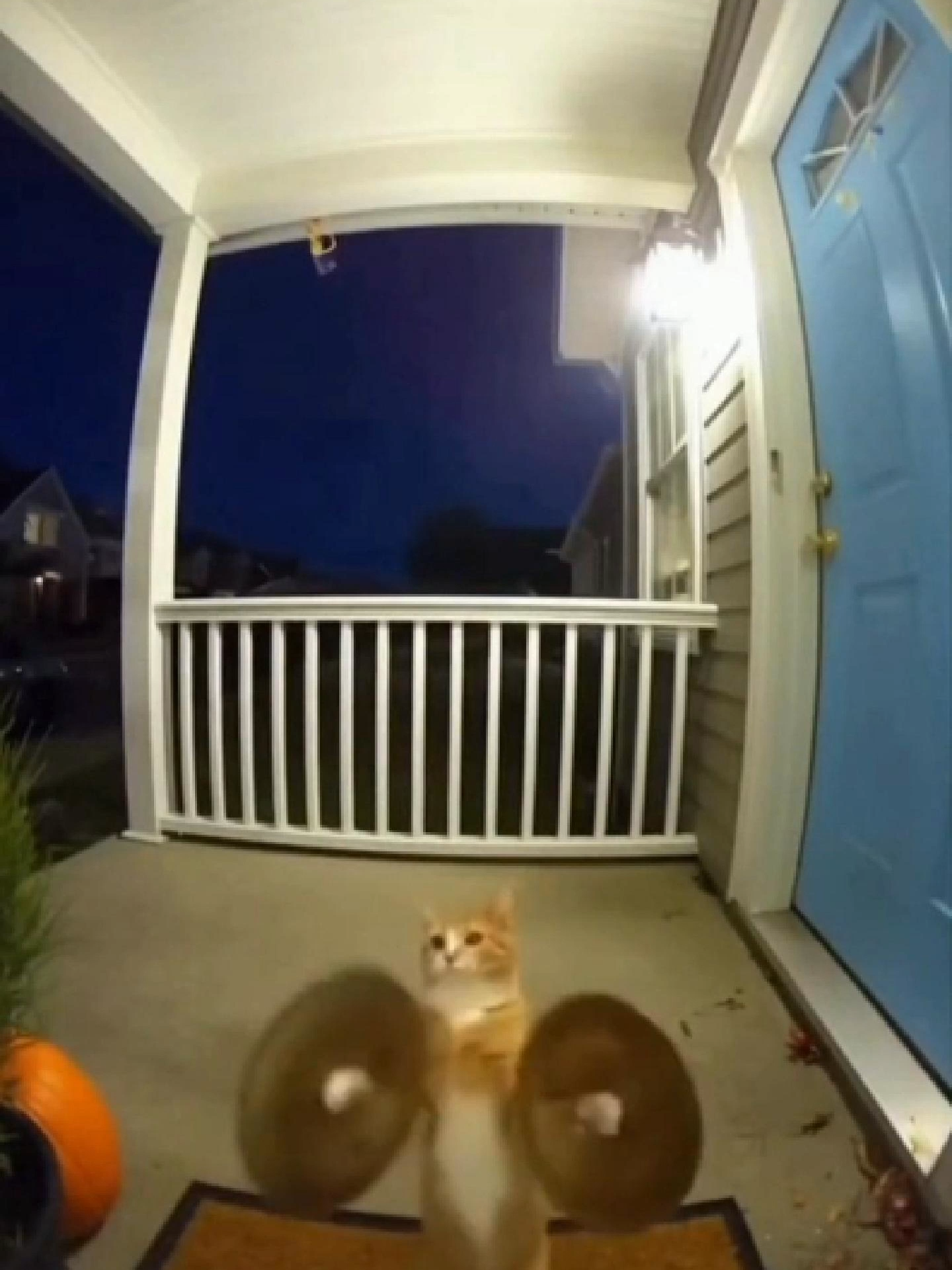 Cat Plays the Cymbals 😹🎶 #SORA #funny #cat #cymbals #fyp