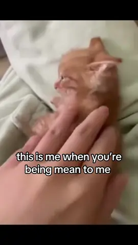 #cat #catsoftiktok #couplecomedy #ilovemygf #girlfriend #ilovemybf #usa #catmeme #fyp 