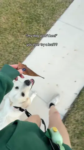 hey i ain’t no trainer but if it works, it works 🤷🏻‍♀️ #goldenretrieverpuppy #goldenretriever #goldenpuppy #fyp #heeltraining 
