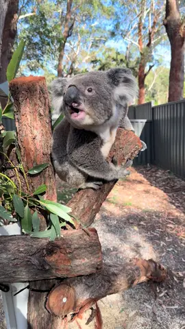 Did you know sometimes you can hear a koala bellowing from a kilometre away?  #PortStephensKoalaHospital #fyp #koala #australia #bellowing 