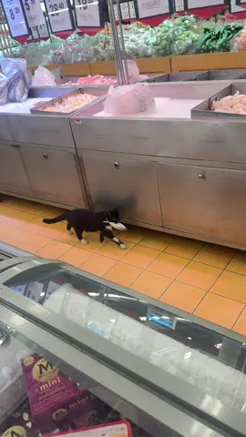 Yang penting konfiden cing curik ikan di pasaraya. 