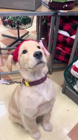 A new hat for the holidays 🥹😭 @PetSmart #puppyclothes #goldenretrieverlife #christmaspuppy #puppytok #goldenretrieverlife 