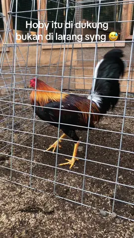 #fyp #salamsatuhobby #salamkakikiri #peternakmuda 