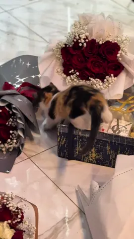 تفاصيل هادئة، ورد مرتّب بذوق، وحركة خفيفة من القطط تعطي للمشهد روح لطيفة بدون ما تغيّر هدوء المكان. 😻 اللي يميز زُهور هو البساطة الراقية: تنسيق نظيف، ألوان متناسقة، ولمسة إحساس تبان قبل الشكل. كل بوكيه يتحضر وكأنه معمول لشخص معين... بروحه، بذوقه، وباحترام كبير للتفاصيل. للحجز والتوصيل: 0664742198 0672334265