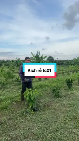 Kích rễ mạnh cho cây trồng