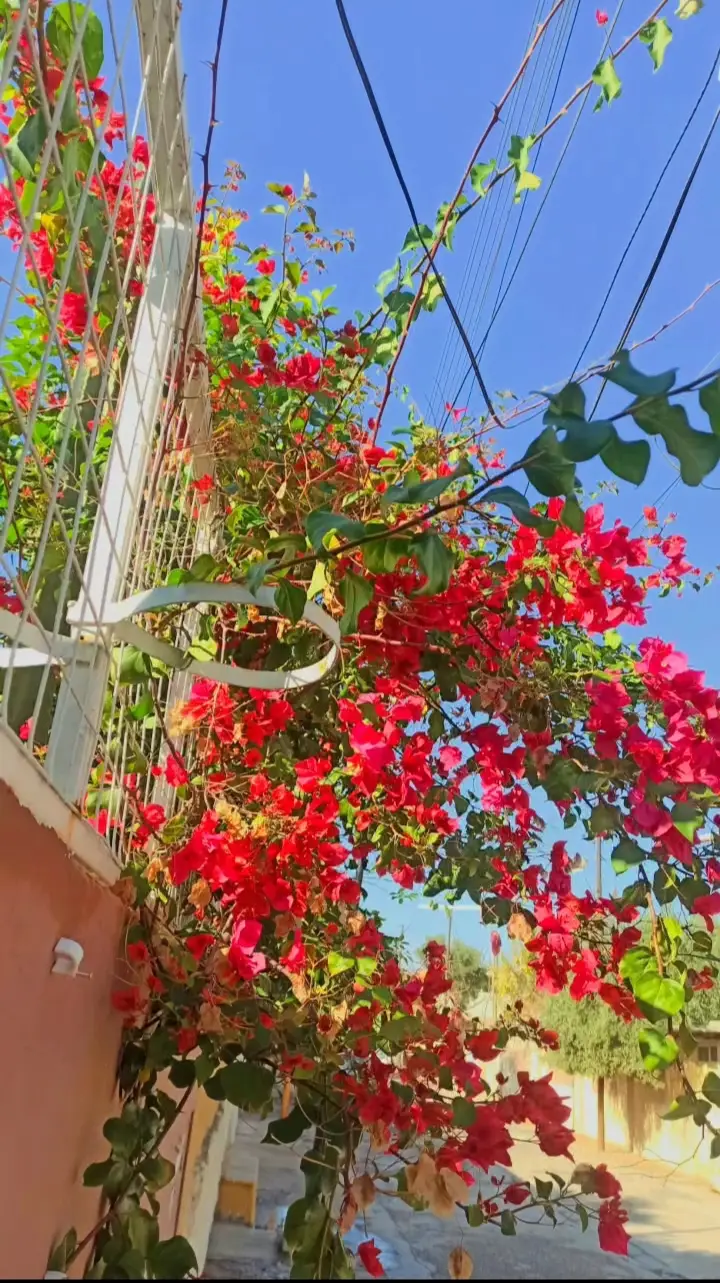 #الموصل_العراق 