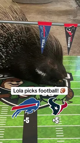 That “OH YEAH” hits different when Lola the porcupine (7-2-1) struts in to pick between the Buffalo Bills -5 and the Houston Texans on Thursday Night Football @NFL on Prime Video  Ferris had a day off… Lola’s having her day of destiny. 🦔🔥 #billsmafia #buffalobills #houstontexans #nfl #nflpicks  @Animal EDventure Park & Safari 