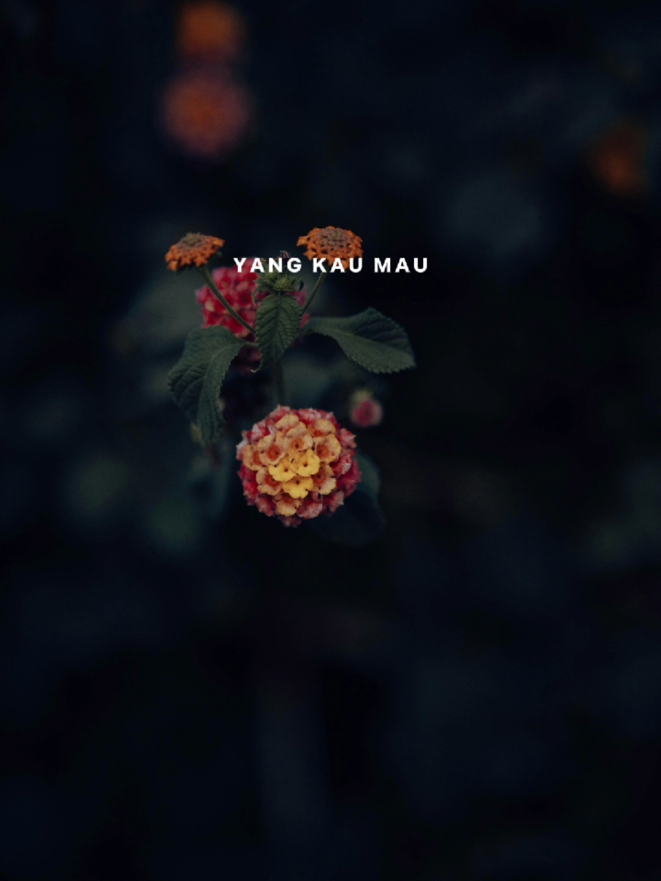 Tak seindah Cinta yang semestinya #CapCut #fyp #lirik #capcutpioneer #pioneertemplate 