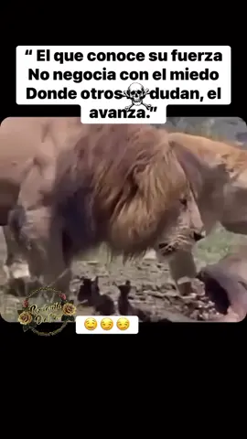 “El que conoce su fuerza  No negocia con el miedo. Donde otros dudan el Avanza”. Tú tienes que ser como el rey león 🦁  que nada te detenga que nada te intimide  tú solo avanza y conquista al mundo  #LIVEFEST2025 