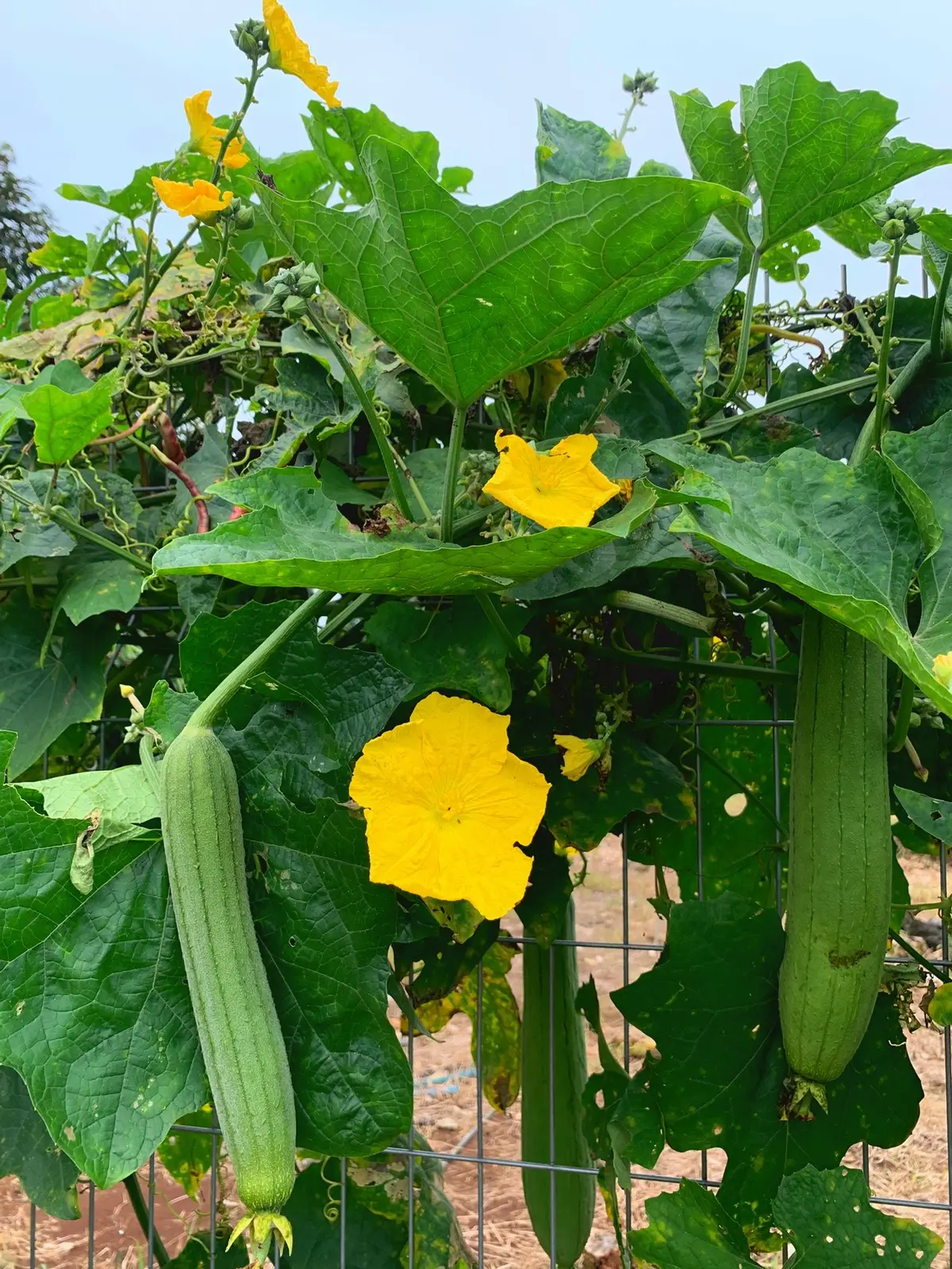 #Nhớ Em-Lê Hựu Hà@Lâm Vũ#canhdepmienque #tanphudongnai #thuynguyen 