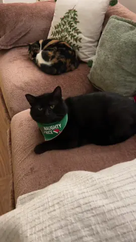 Mr. Moonpie #cat #catsoftiktok #cats #fyp 