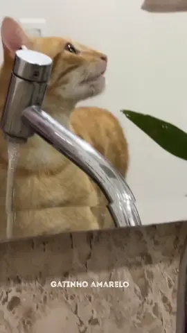 #gatoamarelo #chavinho #gatinhos 