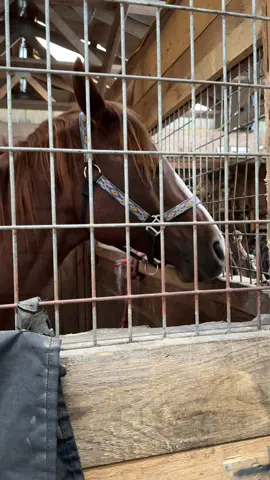 Rockyyyyyyyyy #mymoolahsonfire #quarterhorse #barrelhorse #michigan #nbha 