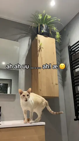 intelligent ivy #catmemes #funnycats #siamesecat #orientalshorthair #cutecat 