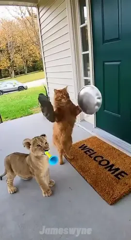 Oyen prank rumah tetangga 😭😹 #funnyanimals #kucinglucu #catvideo #videolucu 