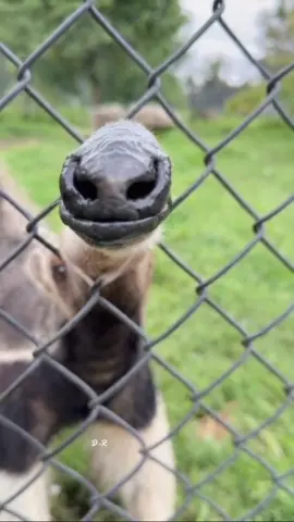 Beautiful pictures of some rare animals #animals #nature #foryou #fyp 