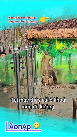 Nỗ lực nỗ lực nỗ lực 🤣 #laonap 