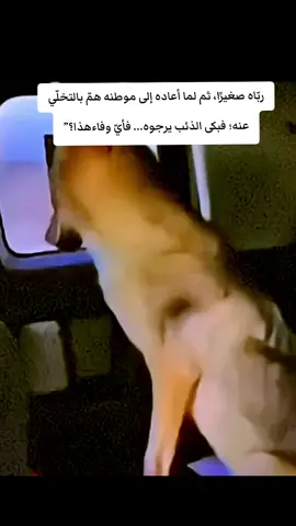 رباه صغيرأآ #وفاء_الذئب #بص_حضرتك 