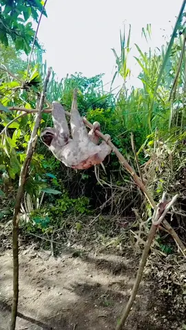 Pucallpa Oso perezoso