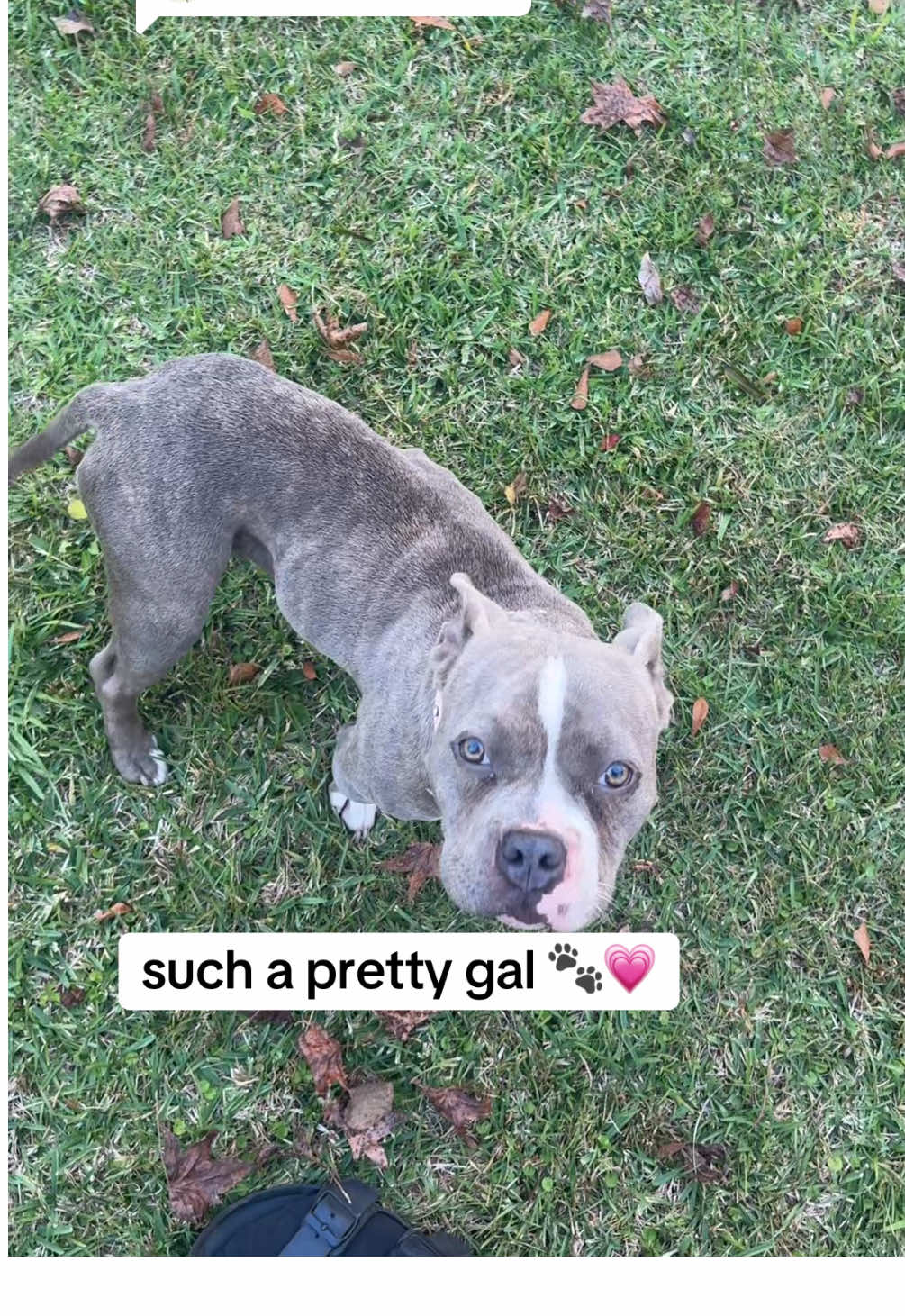 Replying to @giovillella1980  She is doing just fine. Definitely still trying to warm up. She was abused. I can tell from how she humbles herself every time I woke up.  #fyp #viral #dogsoftiktok #dogs #dumped 