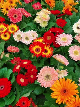 Cách trồng cây giống hoa đồng tiền lùn siêu nụ, nở đẹp tại nhà 1. Chọn cây giống khỏe Ưu tiên cây giống hoa đồng tiền đã có lá non, lá dày, rễ trắng và gốc chắc. Cây giống khỏe giúp nụ ra liên tục, màu hoa tươi rực rỡ. 2. Đất tơi xốp, thoát nước nhanh Đất xốp, nhiều hữu cơ giúp giữ ẩm vừa đủ, rễ khỏe, nụ ra đều, hoa đẹp. Tránh đất nặng, bí gây úng rễ. 3. Ánh sáng buổi sáng Cho cây tắm nắng 3-4 tiếng buổi sáng để kích thích nụ.  Tránh nắng gắt cả ngày làm cháy lá, ảnh hưởng đến màu hoa. 4. Tưới đúng cách, tránh tâm lá Tưới quanh gốc, không tưới trực tiếp vào tâm lá để hạn chế thối nụ. Giữ ẩm vừa phải, cây ra nụ đều, bông tươi lâu. 5. Bổ sung dinh dưỡng định kỳ 2 tuần/lần dùng dinh dưỡng loãng để lá xanh, gốc khỏe, hoa to và lâu tàn. Muốn hoa đồng tiền lùn siêu nụ, nở dày tại nhà? Thực hiện 5 bước này, chậu hoa sẽ rực rỡ đón Tết mỗi năm. 💬 Giải đáp các thắc mắc thường gặp ✅ Hoa đồng tiền trồng bao nhiêu ngày? 👉 Khoảng 50-60 ngày để cây trưởng thành, bắt đầu ra nụ ổn định. ✅ Hoa đồng tiền trồng bao lâu thì nở hoa? 👉 Từ khi nụ nhú đến bung cánh mất khoảng 20-25 ngày. Di chuyển cây ra nơi nhiều nắng để nụ phát triển tốt. 💡 Mẹo: Bón Kali khi nụ hình thành để hoa bung nhanh và màu tươi hơn. ✅ Hoa đồng tiền trồng Tết 👉 Rất lý tưởng! Loại này dễ trồng, nở nhanh, chỉ cần gieo cuối tháng 10 - đầu tháng 11 Âm lịch là Tết có hoa rực cả góc nhà. ✅ Hoa đồng tiền trồng vào mùa nào? 👉 Lý tưởng từ tháng 9 → tháng 2, thời tiết mát giúp cây lên nụ đều, hoa dày và giữ màu lâu. #Gerberahybrida #Gerbera #hoadongtien #tronghoaTet #tronghoa